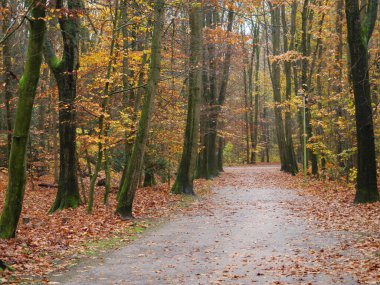 Alman ormanlarında sonbahar zamanı