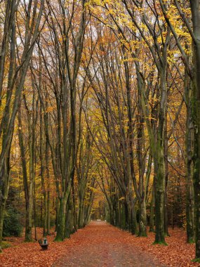 Alman ormanlarında sonbahar zamanı