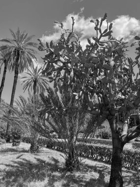 the city of Palermo in italy