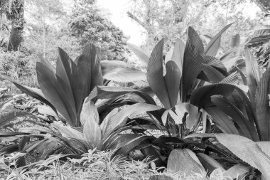 Singapur 'da güzel bir bahçe