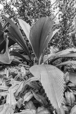 Singapur 'da güzel bir bahçe