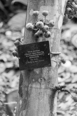Singapur 'da güzel bir bahçe