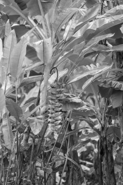 Singapur 'da güzel bir bahçe