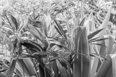 Singapur bahçelerinde çiçekler