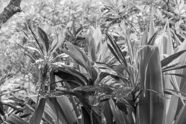 Singapur bahçelerinde çiçekler