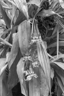 Singapur bahçelerinde çiçekler