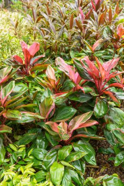 Singapur bahçelerinde çiçekler