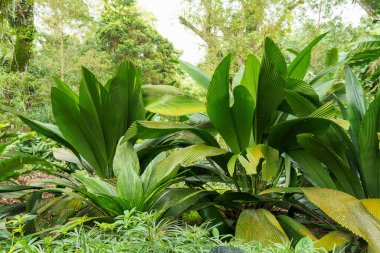 Singapur bahçelerinde çiçekler