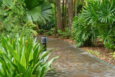 Singapur bahçelerinde çiçekler