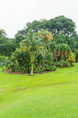 Singapur bahçelerinde çiçekler