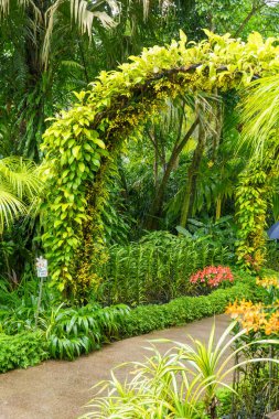 Singapur bahçelerinde çiçekler