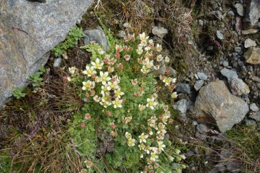 Avusturalya 'daki Alpler