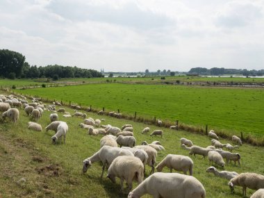 Ren nehrinde bislich 'te