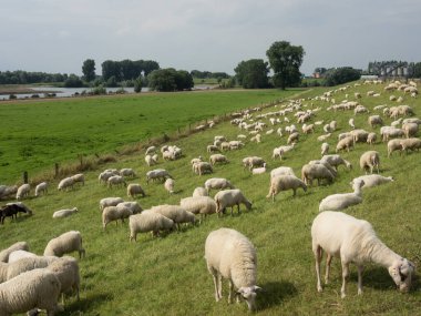 Ren nehrinde bislich 'te