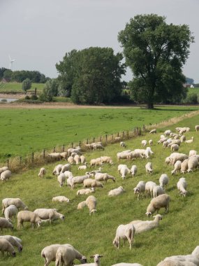 Ren nehrinde bislich 'te