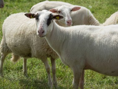 Ren nehrinde bislich 'te