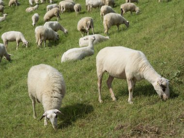 Ren nehrinde bislich 'te