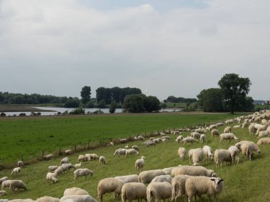 Ren nehrinde bislich 'te