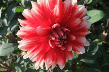 Bahçedeki çiçekler