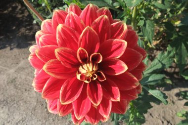 Bahçedeki çiçekler