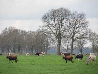 Hollanda 'da Eibergen
