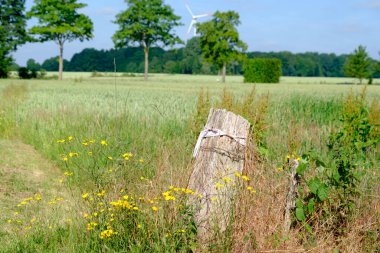 Westphalia 'da yaz zamanı