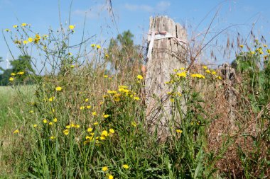 Westphalia 'da yaz zamanı