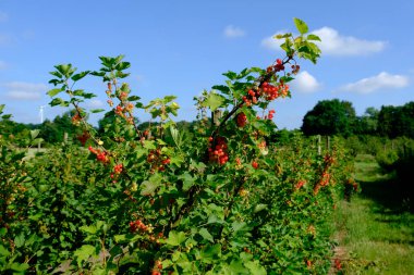 Alman Muensterland 'inde yaz mevsimi