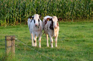 Alman Muensterland 'inde yaz mevsimi