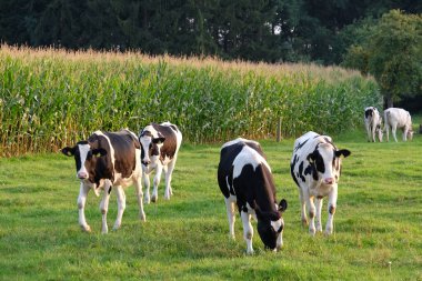 Alman Muensterland 'inde yaz mevsimi