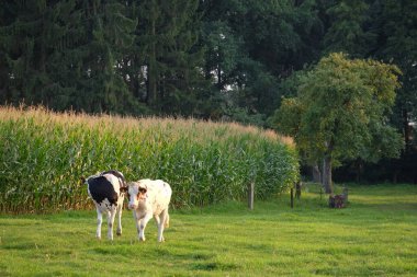 Alman Muensterland 'inde yaz mevsimi