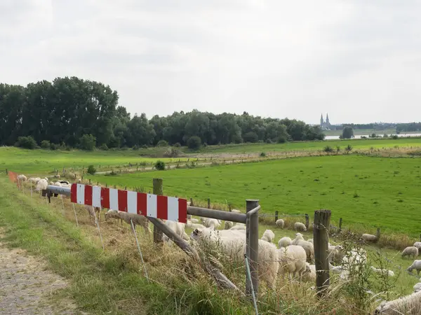 Ren nehrinde bislich 'te