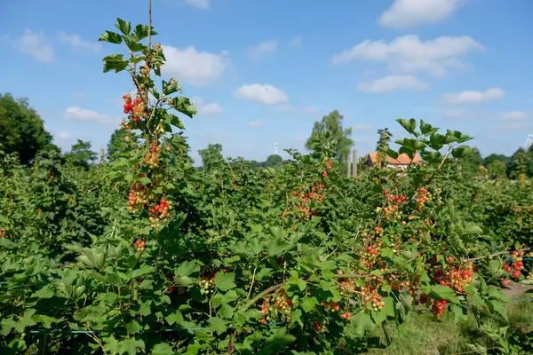 Alman Muensterland 'inde yaz mevsimi