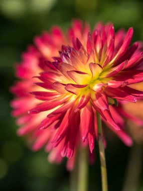 Alman Muensterland 'inde yaz mevsimi