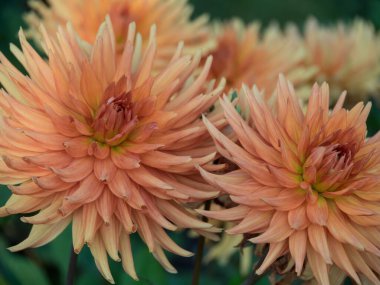 Westphalia 'da yaz zamanı