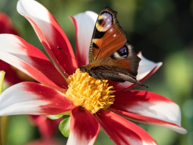 Westphalia 'da yaz zamanı