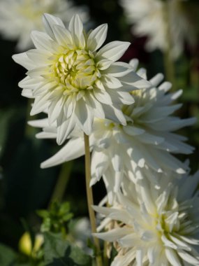 Westphalia 'da yaz zamanı