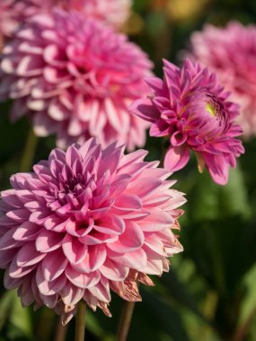 Westphalia 'da yaz zamanı