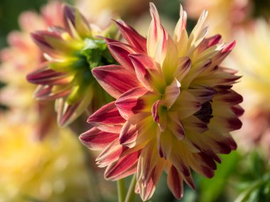 Westphalia 'da yaz zamanı