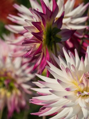 Westphalia 'da yaz zamanı