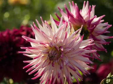 Westphalia 'da yaz zamanı