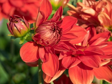 Westphalia 'da yaz zamanı