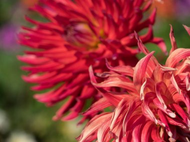 Westphalia 'da yaz zamanı