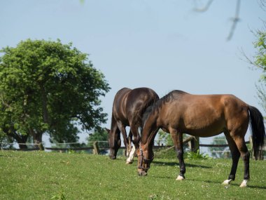Alman Muensterland 'inde yaz mevsimi