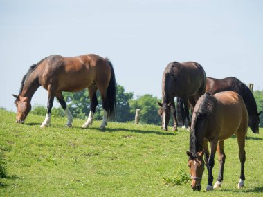 Alman Muensterland 'inde yaz mevsimi