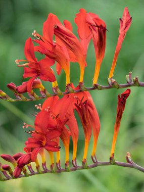 Hollanda 'daki bahçe