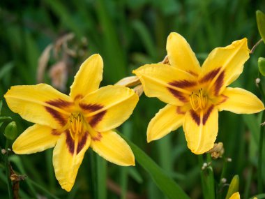 Hollanda 'daki bahçe