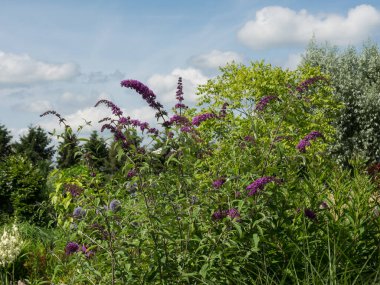 Hollanda 'daki bahçe