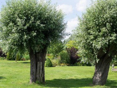 Hollanda 'daki bahçe