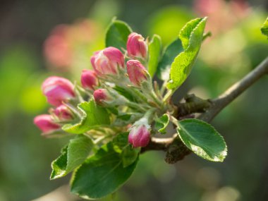 Westphalia 'da yaz zamanı